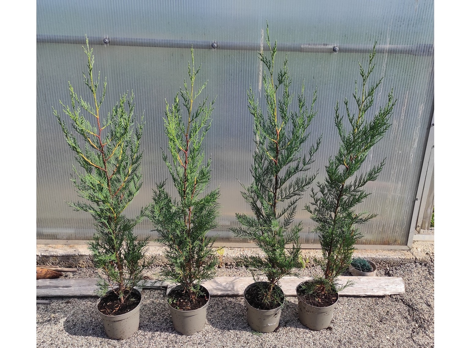 IMG 20240717 094320 3000 x 2245 pixel