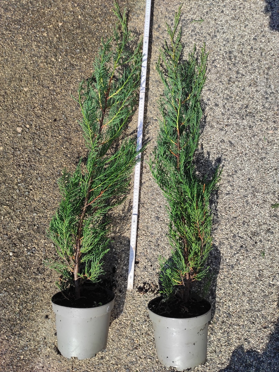 IMG 20240717 094513 2245 x 3000 pixel